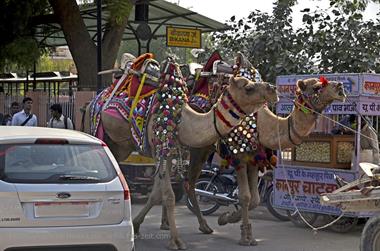 02 PKW-Reise_Mandawa-Bikaner_DSC2675_b_H600